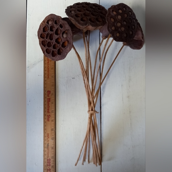 5 Dried Lotus Pods - Picture 4 of 5